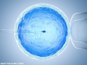 胚胎培养